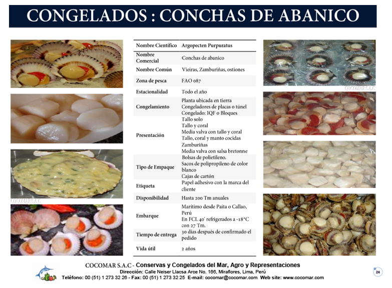 25. Cocomar (Peru) – Vieiras – Conchas de abanico – Ostiones congeladas